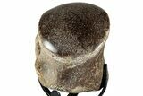 Polished Fossil Mosasaur Vertebra w/ Metal Stand - Texas #350975-2